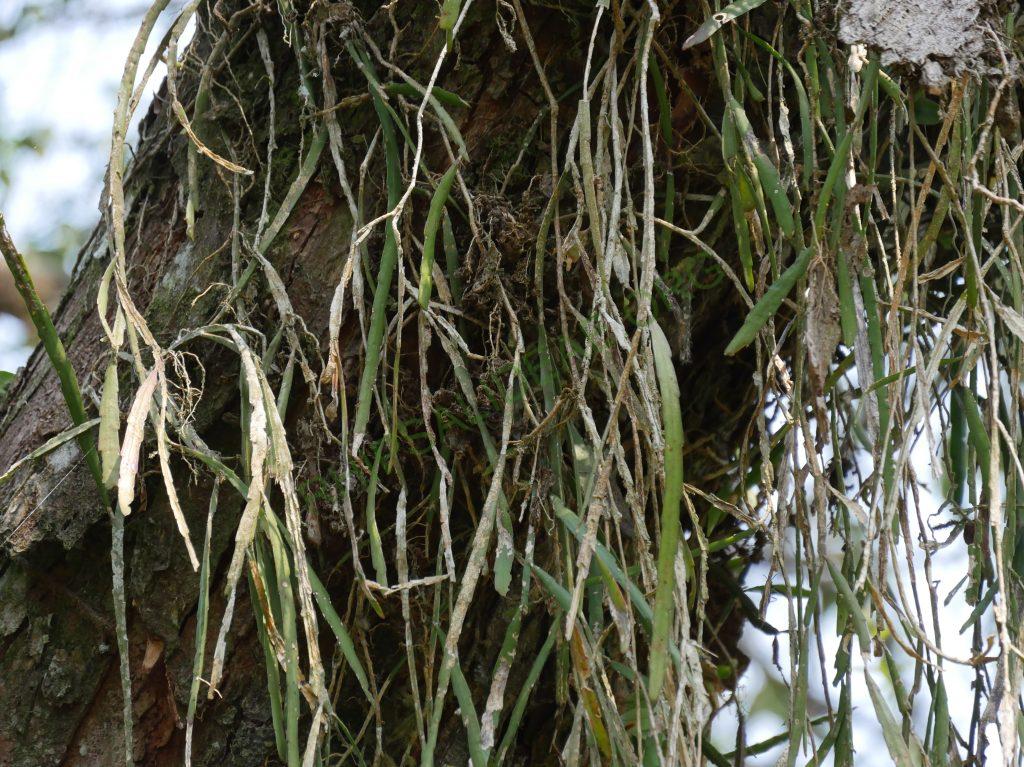 Lepismium warmingianum, Iguazu Falls, border between Misiones, Argentina and Paraná, Brazil