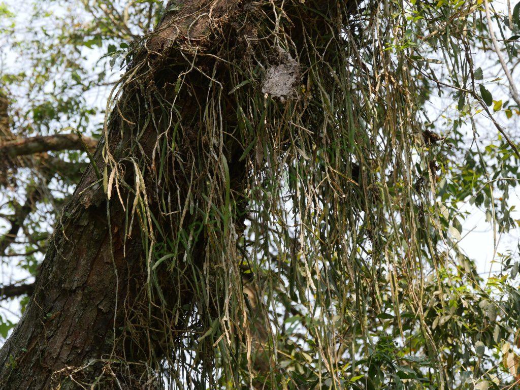 Lepismium warmingianum, Iguazu Falls, border between Misiones, Argentina and Paraná, Brazil
