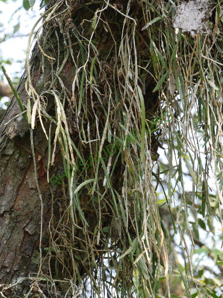 Lepismium warmingianum, Iguazu Falls, border between Misiones, Argentina and Paraná, Brazil