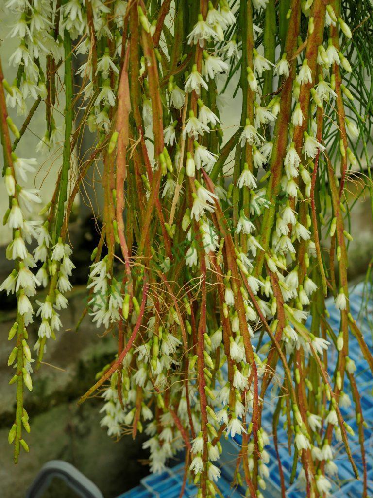 Lepismium warmingianum, Salvador do Sul, Rio Grande do Sul, Brazil