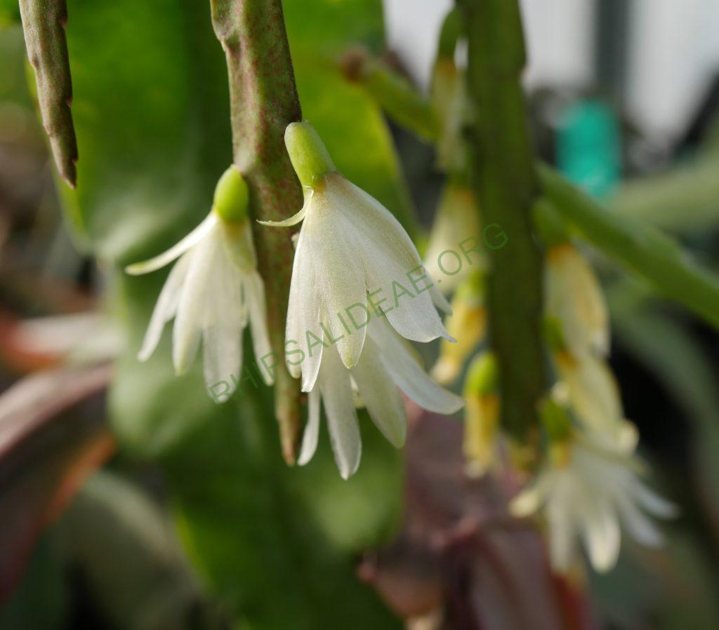 Lepismium warmingianum, Salvador do Sul, Rio Grande do Sul, Brazil