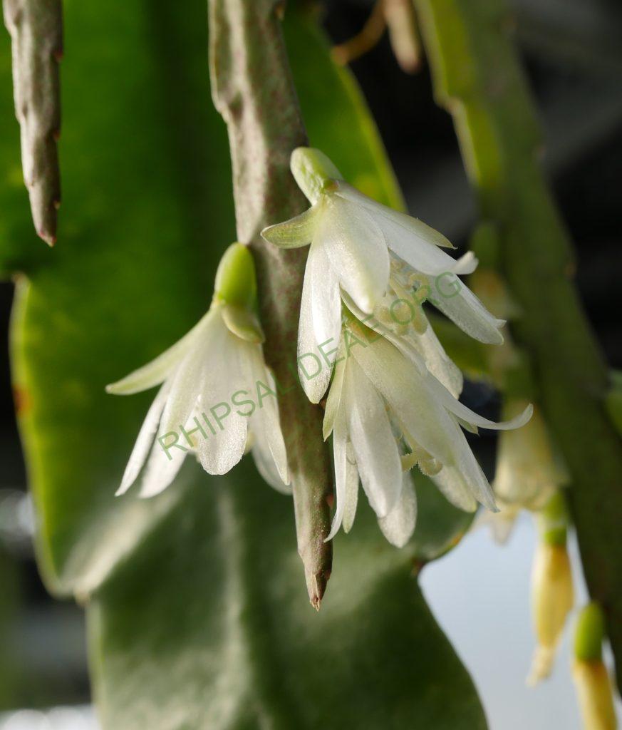 Lepismium warmingianum, Salvador do Sul, Rio Grande do Sul, Brazil