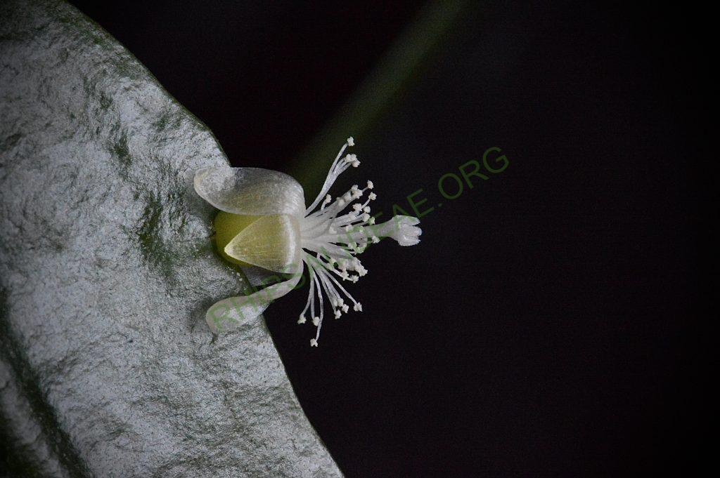 Rhipsalis cuneata subsp. australis