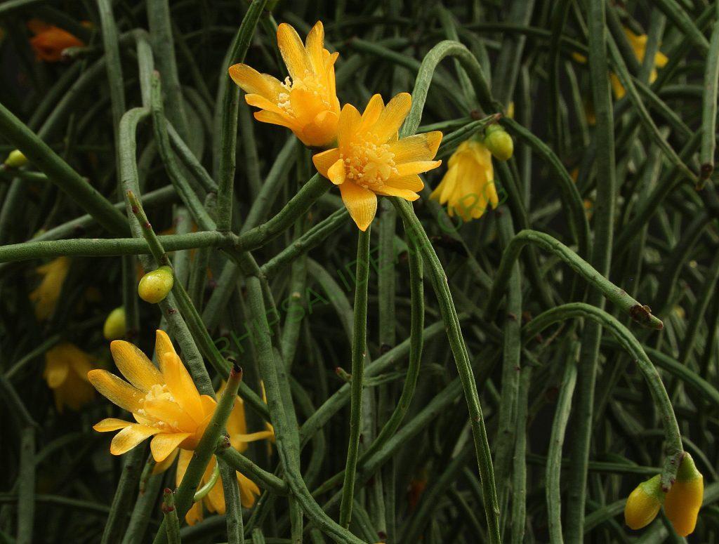 Rhipsalis aurea, AH 676, Nova Friburgo, Rio de Janeiro, Brazil