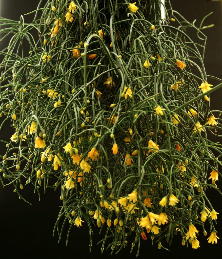 Rhipsalis aurea, AH 676, Nova Friburgo, Rio de Janeiro, Brazil