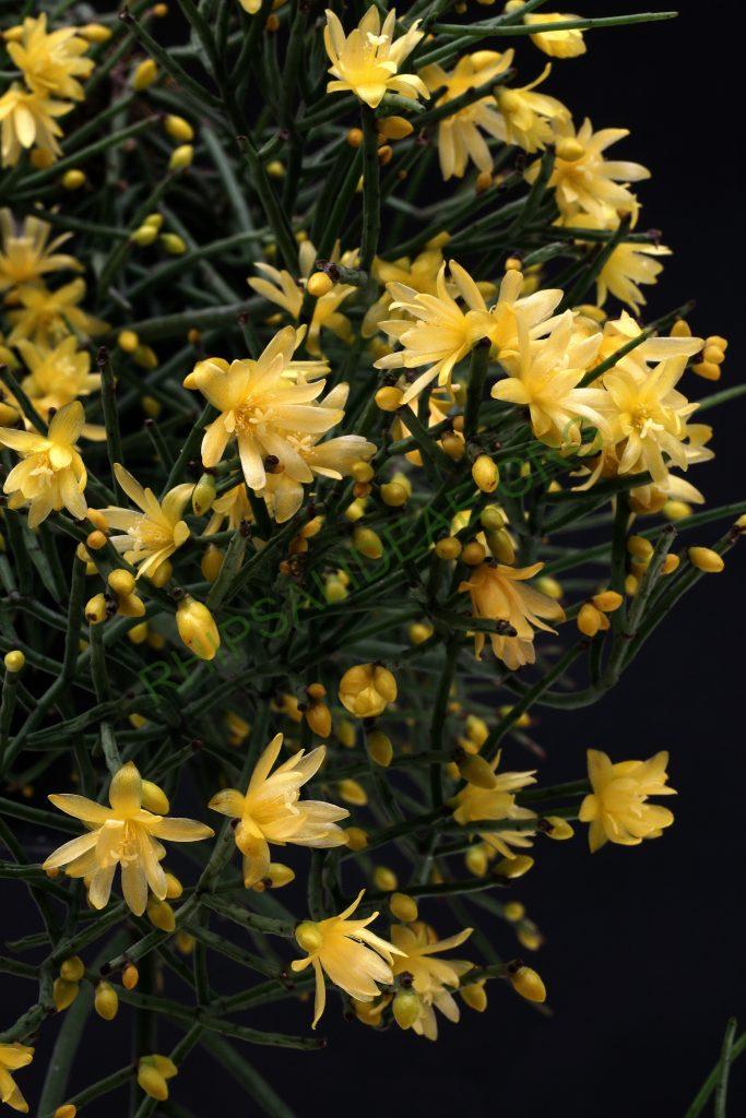 Rhipsalis aurea, ex. Sitio Sophrinitis