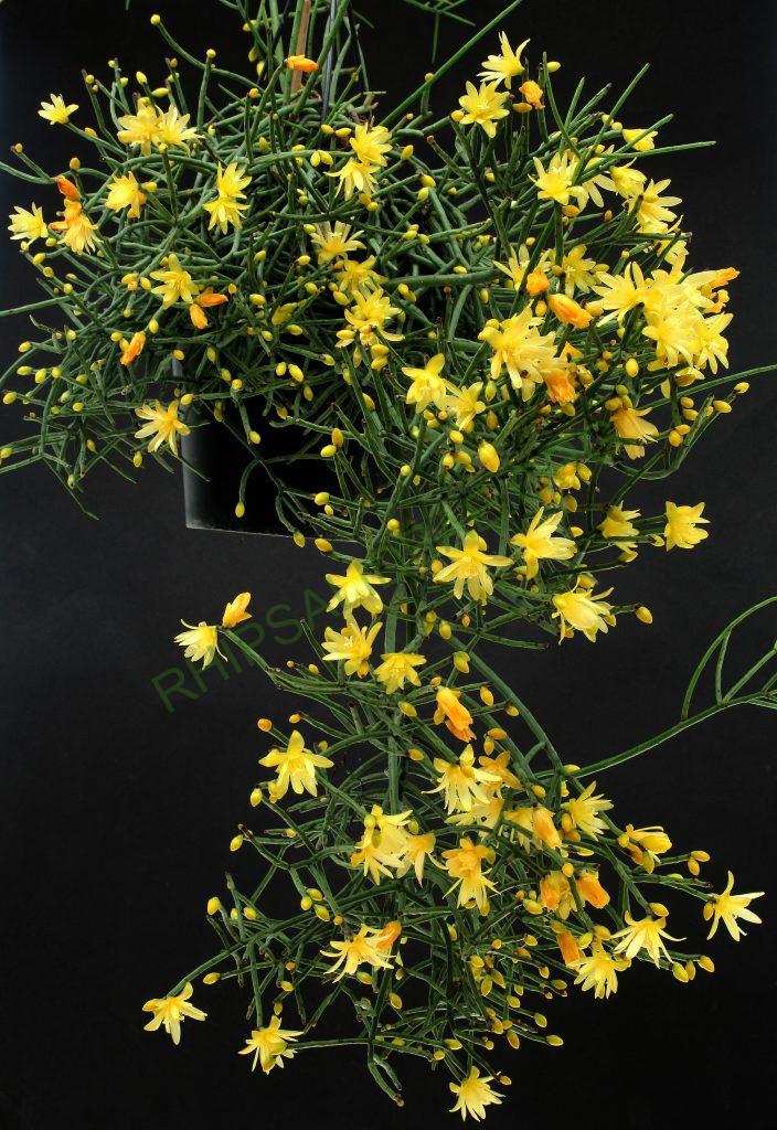 Rhipsalis aurea, ex. Sitio Sophrinitis