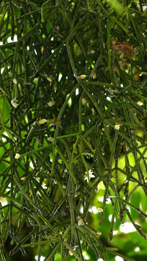 Rhipsalis neves-armondii f. neves-armondii, on the road from Paraty, Rio de Janeiro, Brazil
