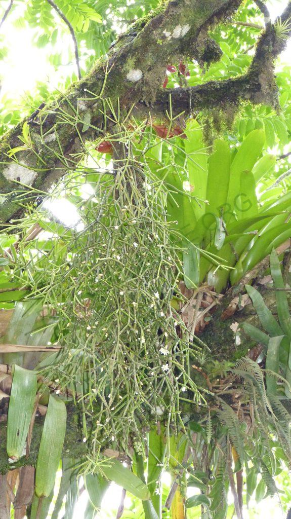 Rhipsalis neves-armondii f. neves-armondii, on the road from Paraty, Rio de Janeiro, Brazil