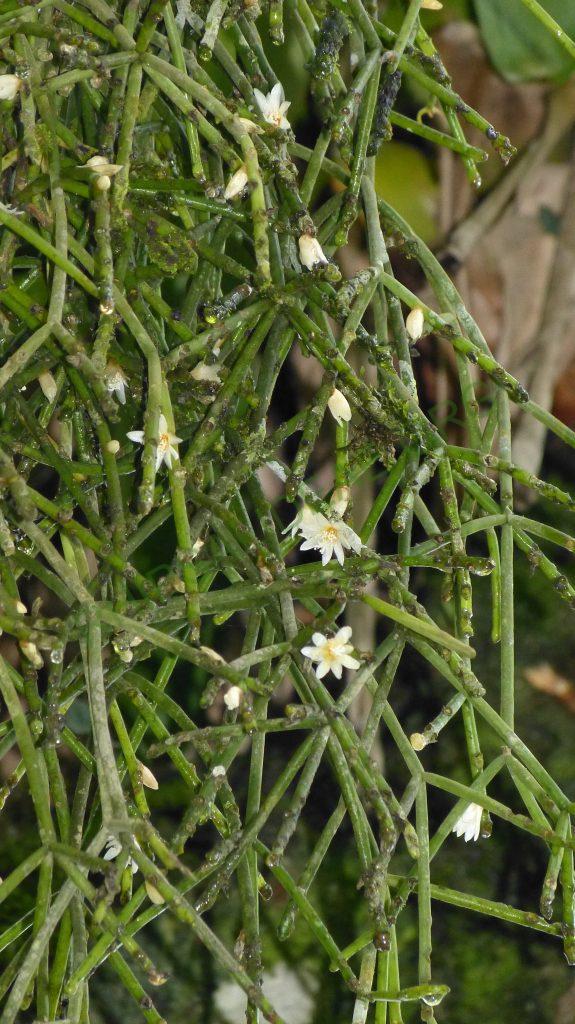 Rhipsalis neves-armondii f. neves-armondii, on the road from Paraty, Rio de Janeiro, Brazil