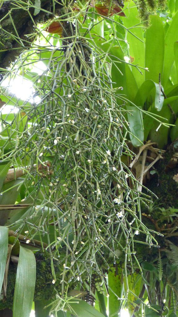 Rhipsalis neves-armondii f. neves-armondii, on the road from Paraty, Rio de Janeiro, Brazil