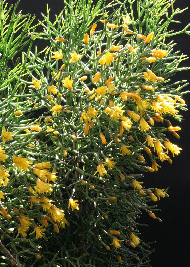 Hatiora salicornioides f. cylindrica