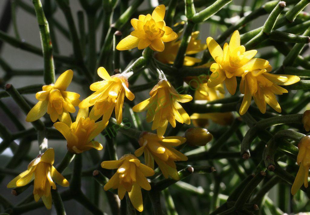 Hatiora salicornioides f. cylindrica