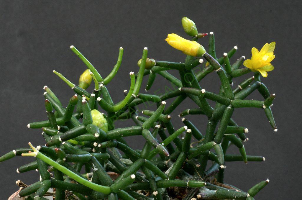 Hatiora salicornioides f. cylindrica, Kew