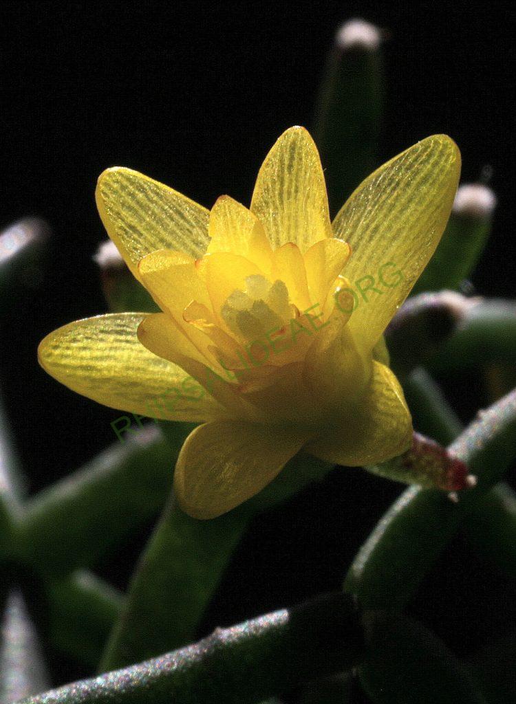 Hatiora salicornioides f. cylindrica, Kew