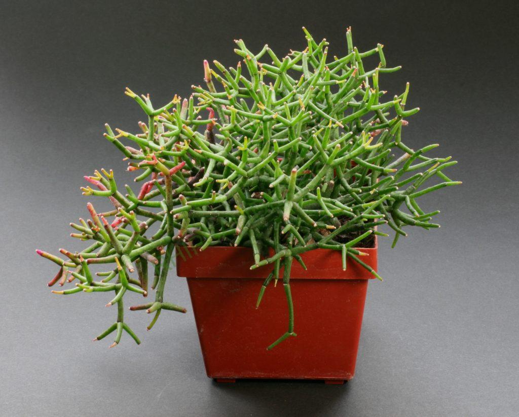 Hatiora salicornioides f. cylindrica, Kew