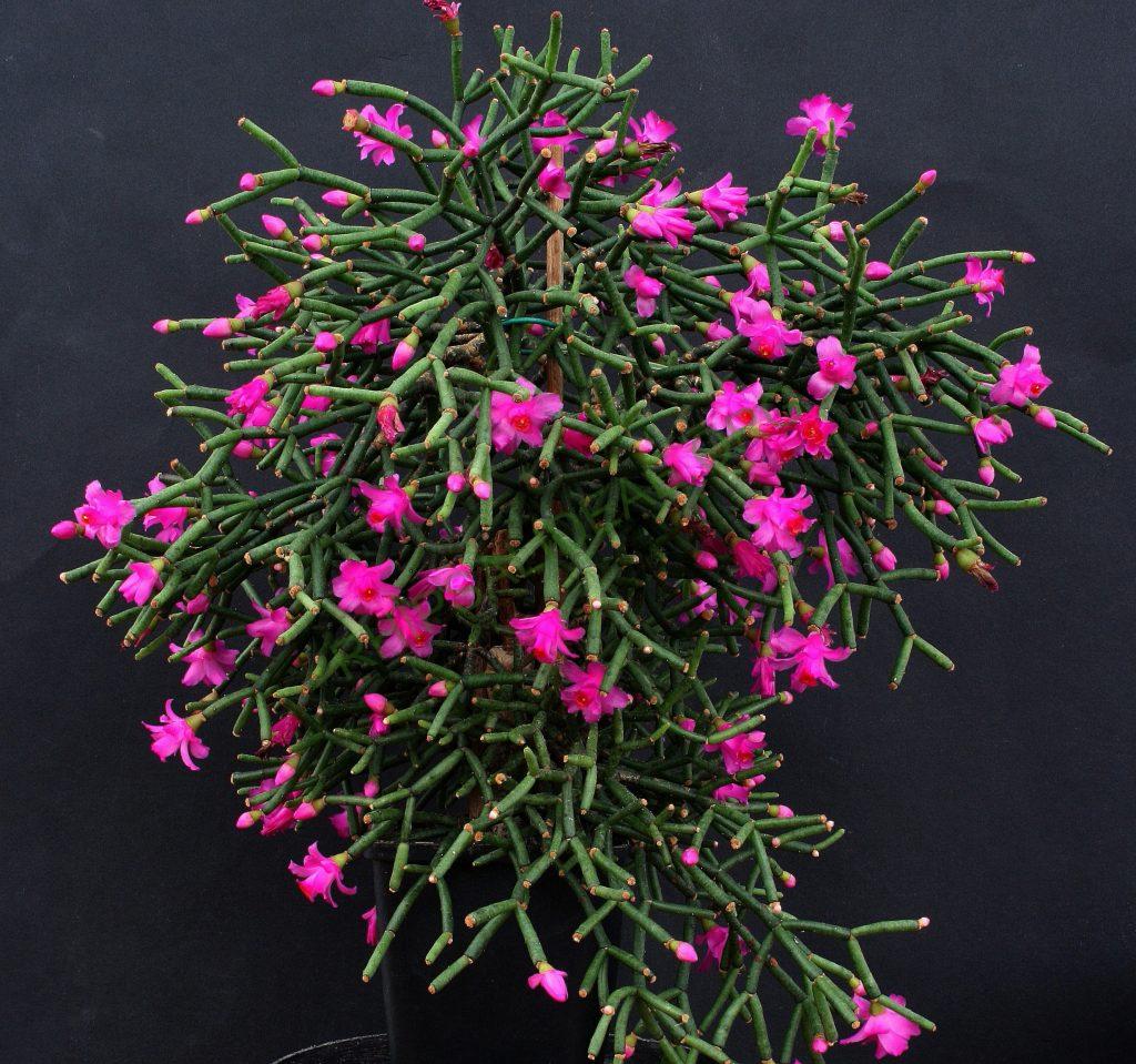 Hatiora herminiae, AH 721, Campos do Jordão, Brazil