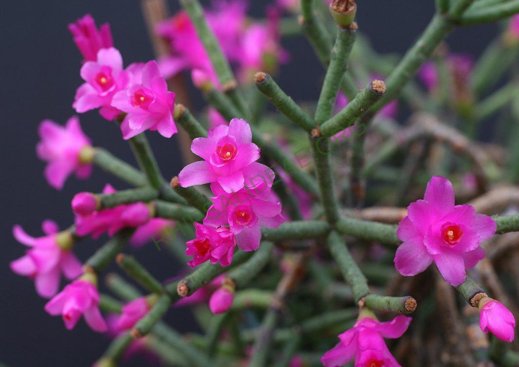 Hatiora herminiae, AH 721, Campos do Jordão, Brazil
