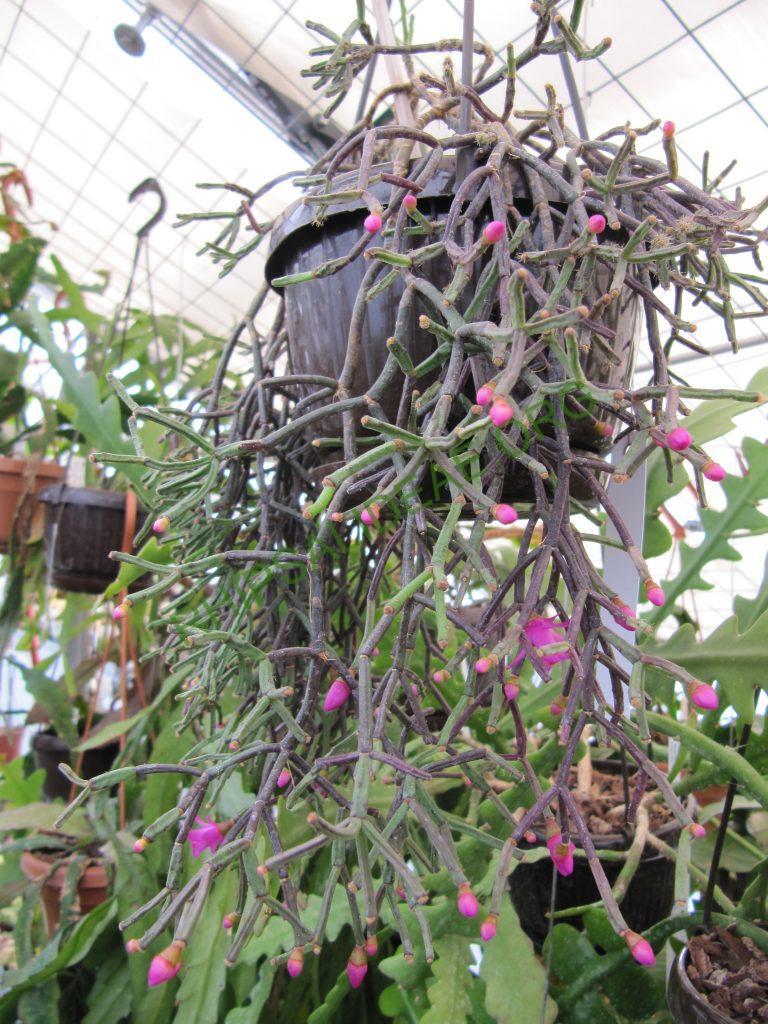 Hatiora herminiae