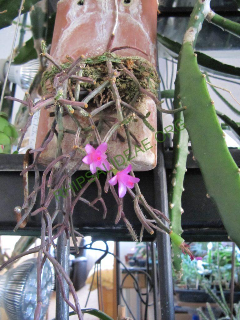 Hatiora herminiae