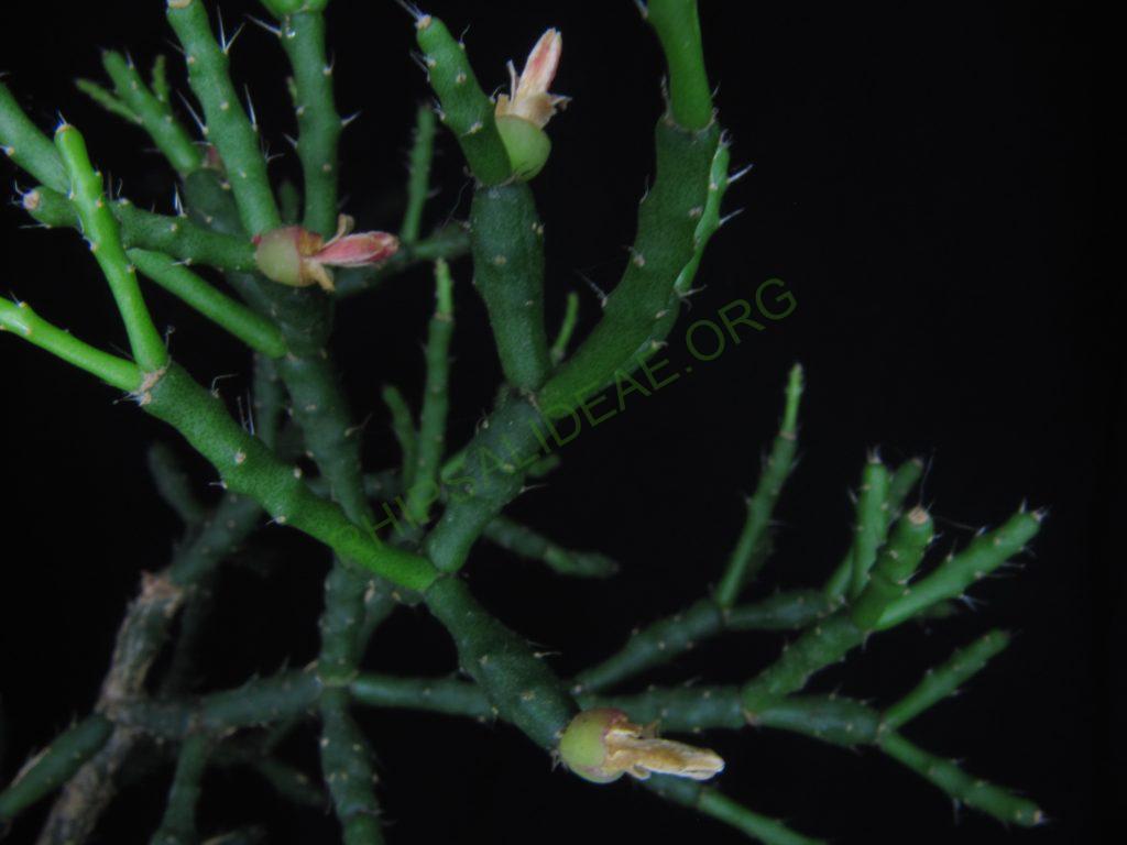 Hatiora salicornioides f. cylindrica, ISI 95-10