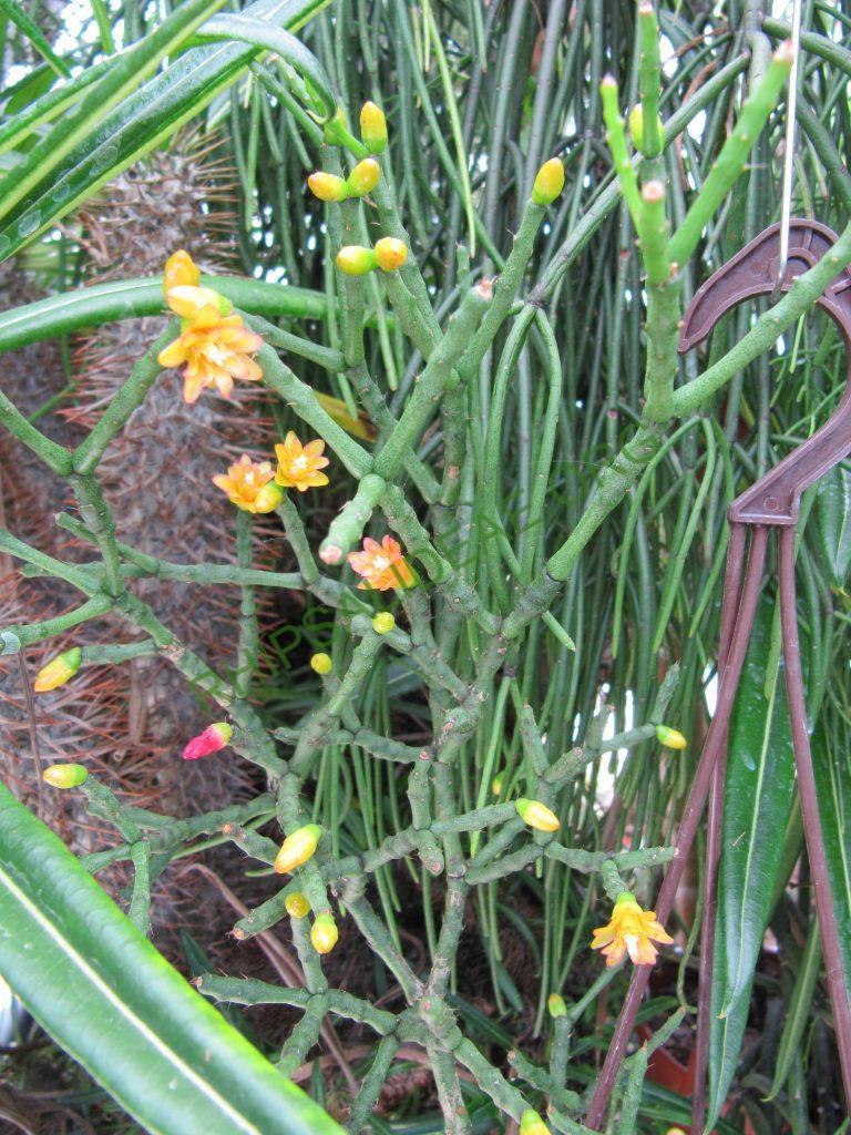 Hatiora salicornioides f. cylindrica, reduced synonym H. bambusoides