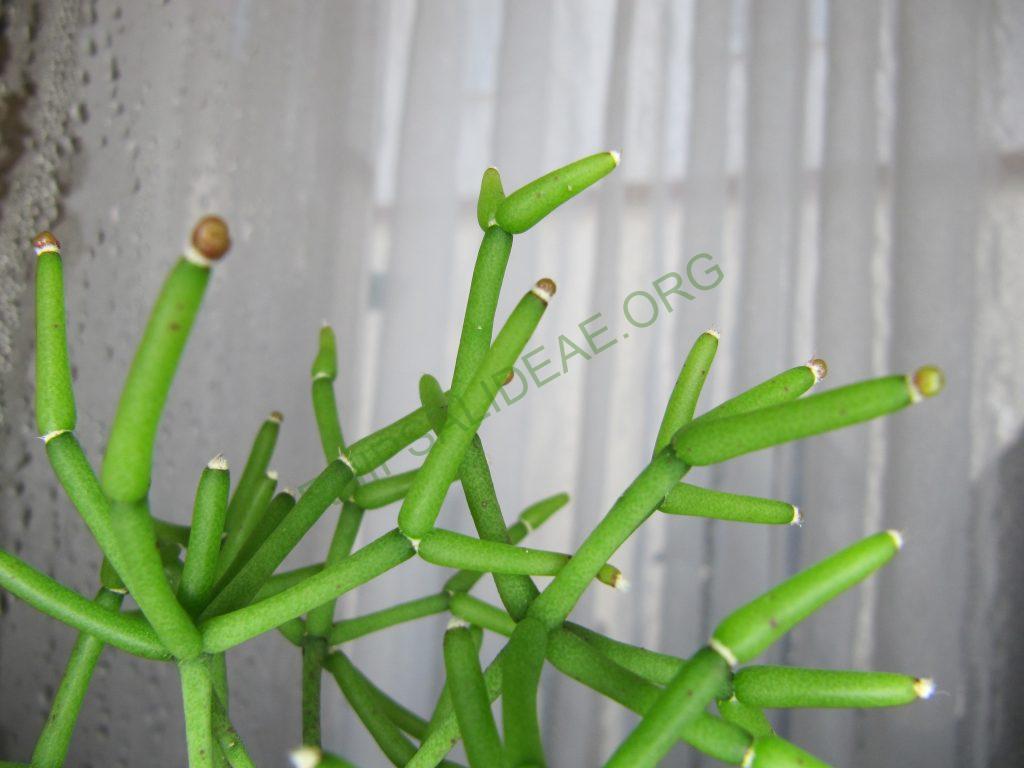 Hatiora salicornioides f. cylindrica
