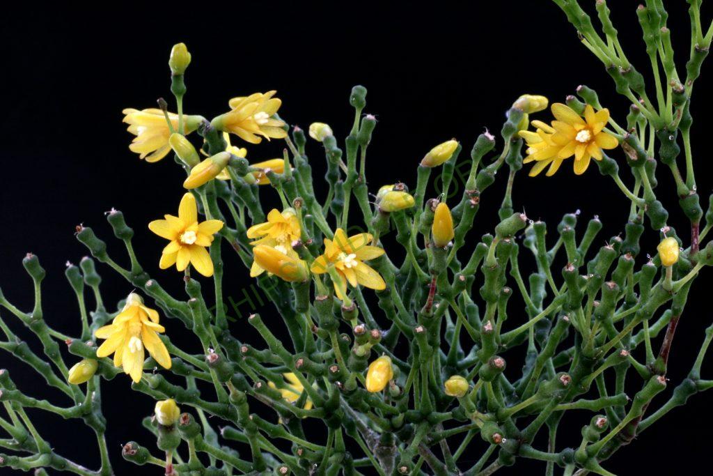 Hatiora salicornioides f. salicornioides