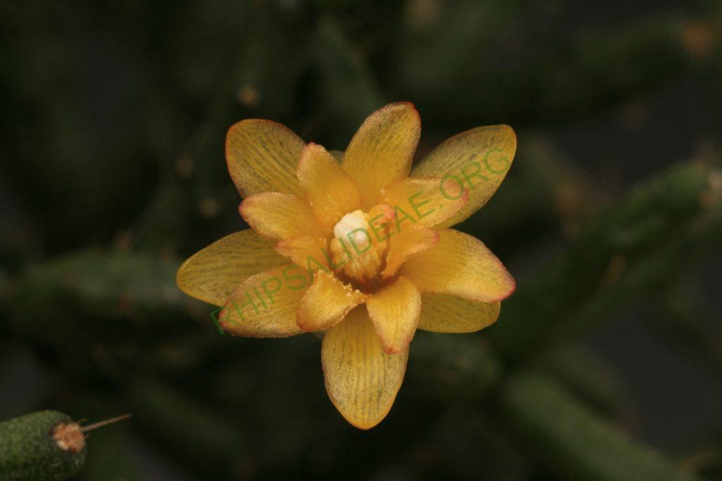Hatiora salicornioides f. salicornioides