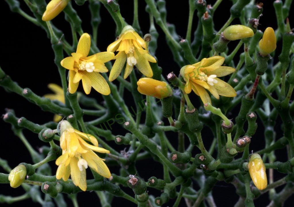 Hatiora salicornioides f. salicornioides