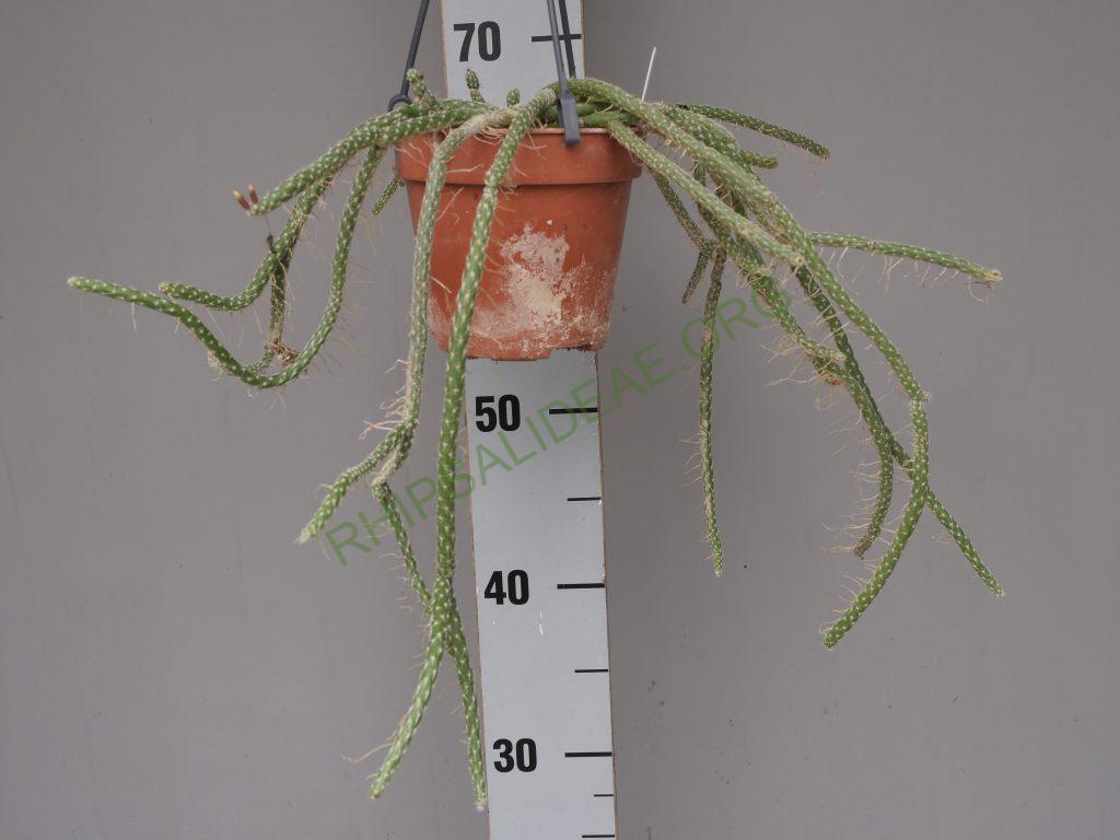 Lepismium lumbricoides f. aculeatum, La Banda, Santiago del Estero, Argentina