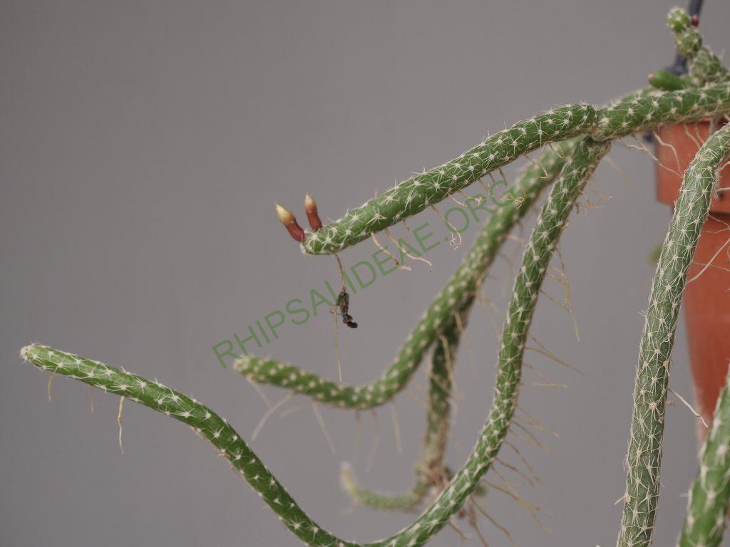 Lepismium lumbricoides f. aculeatum, La Banda, Santiago del Estero, Argentina