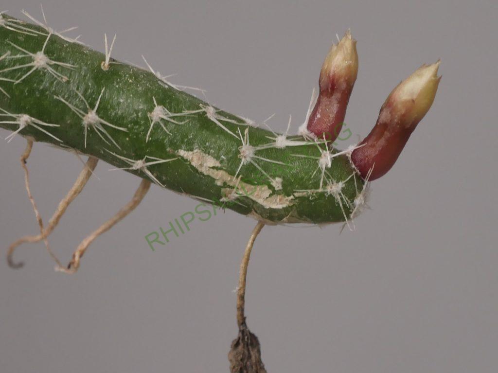 Lepismium lumbricoides f. aculeatum, La Banda, Santiago del Estero, Argentina
