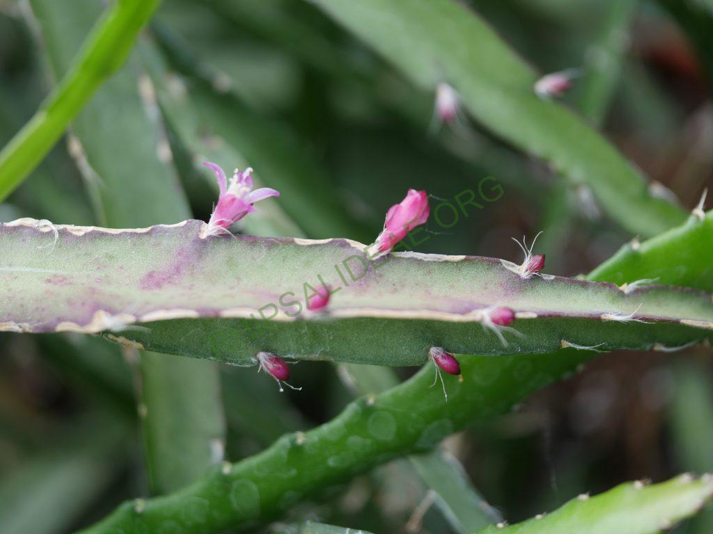 Lepismium cruciforme, AH 526, Montenegro, Rio Grande do Sul, Brazil