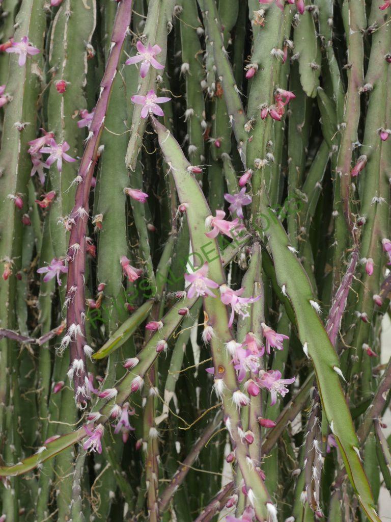 Lepismium cruciforme, AH 526, Montenegro, Rio Grande do Sul, Brazil