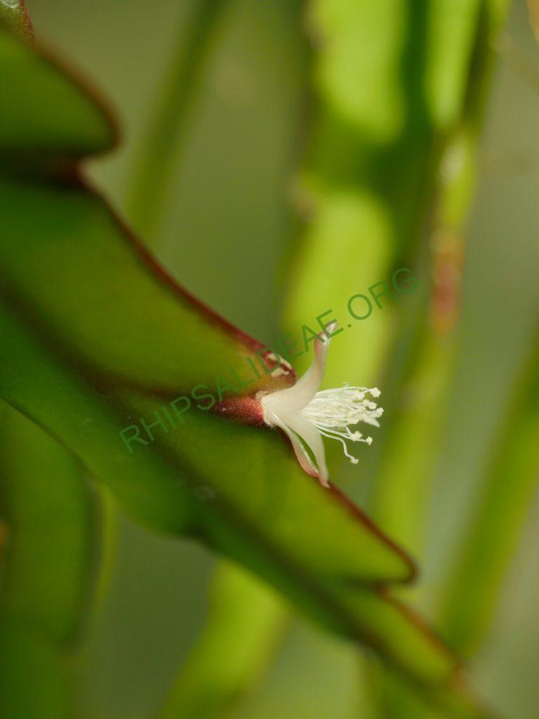 Lepismium cruciforme, HU 849, Piedade, Sao Paulo, Brazil