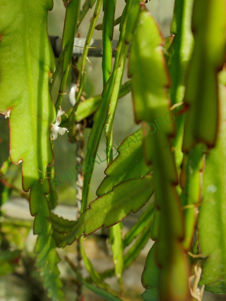 Lepismium cruciforme, HU 849, Piedade, Sao Paulo, Brazil