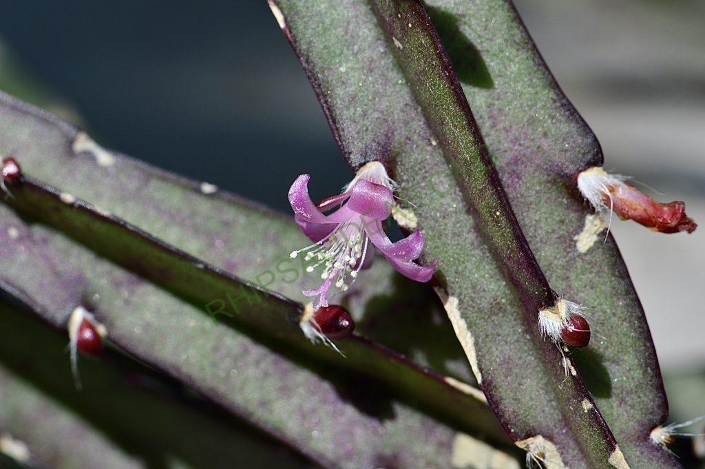 Lepismium cruciforme