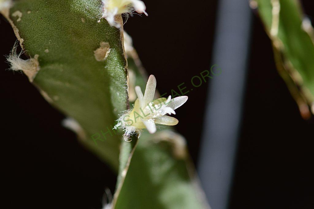 Lepismium cruciforme