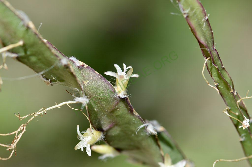 Lepismium cruciforme