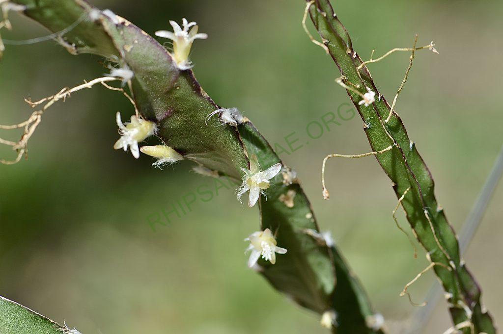 Lepismium cruciforme