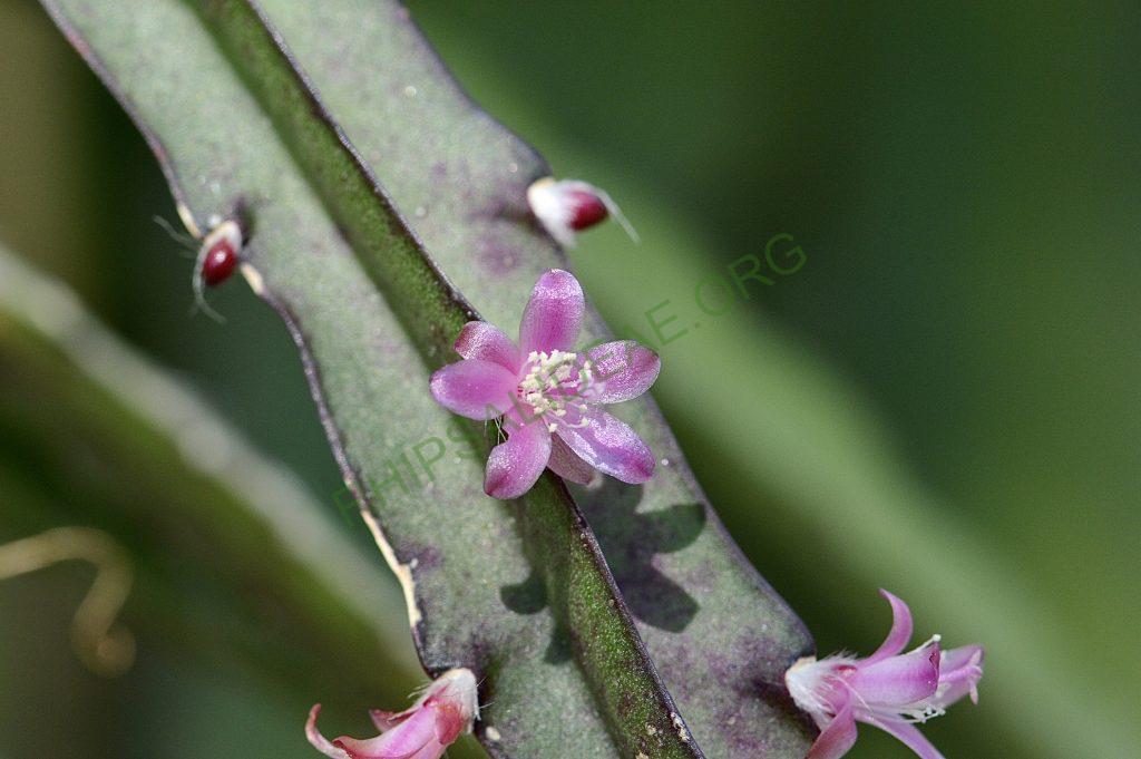 Lepismium cruciforme