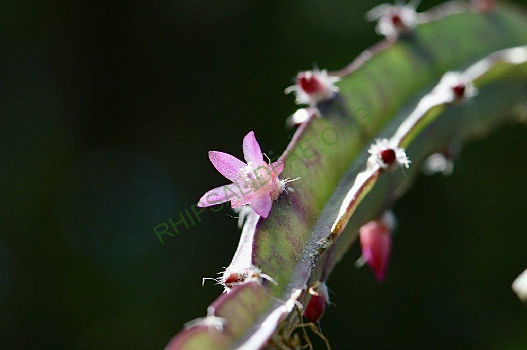 Lepismium cruciforme