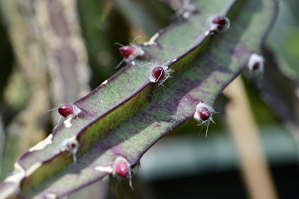 Lepismium cruciforme