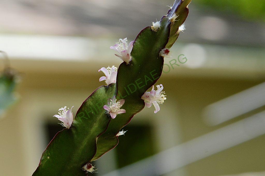 Lepismium cruciforme