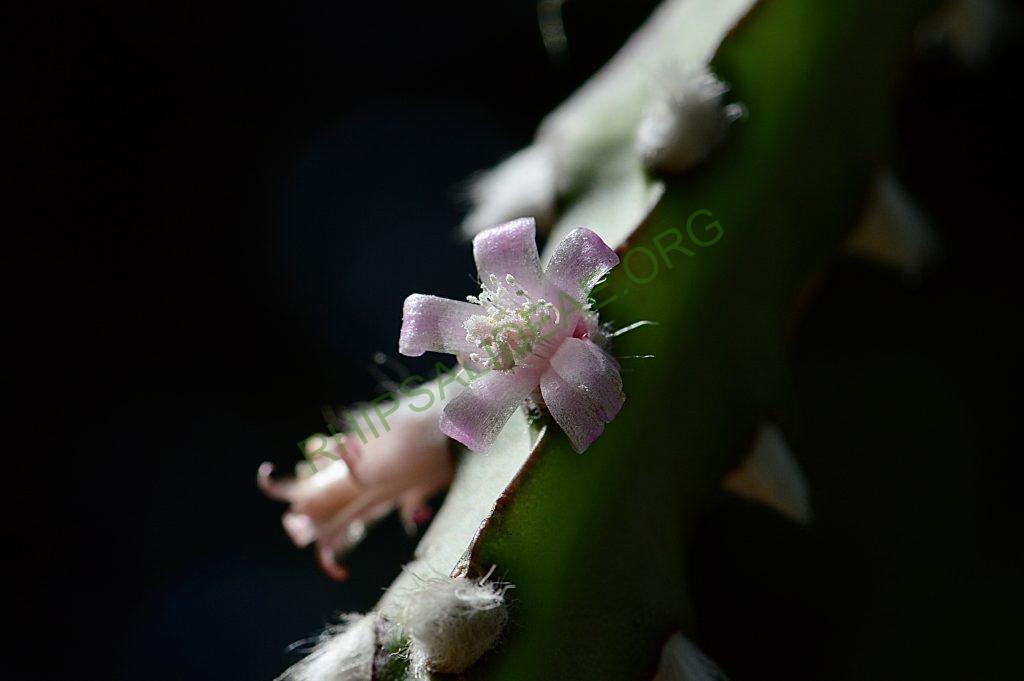 Lepismium cruciforme