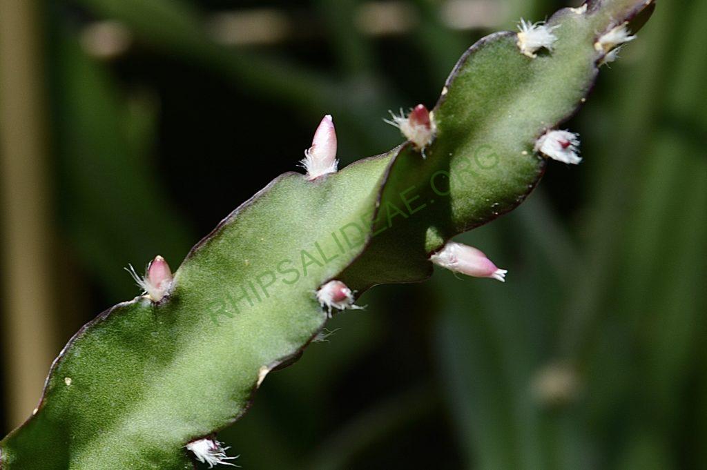 Lepismium cruciforme