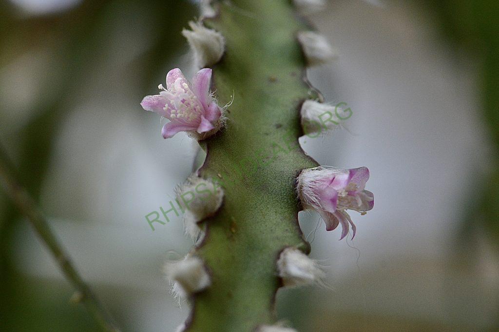 Lepismium cruciforme