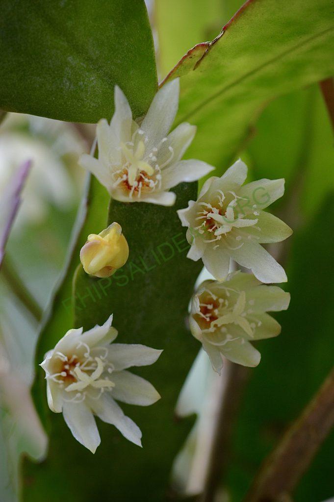 Lepismium houlletianum f. houlletianum, HU 1003, Candelaria, Rio Grande do Sul, Brazil