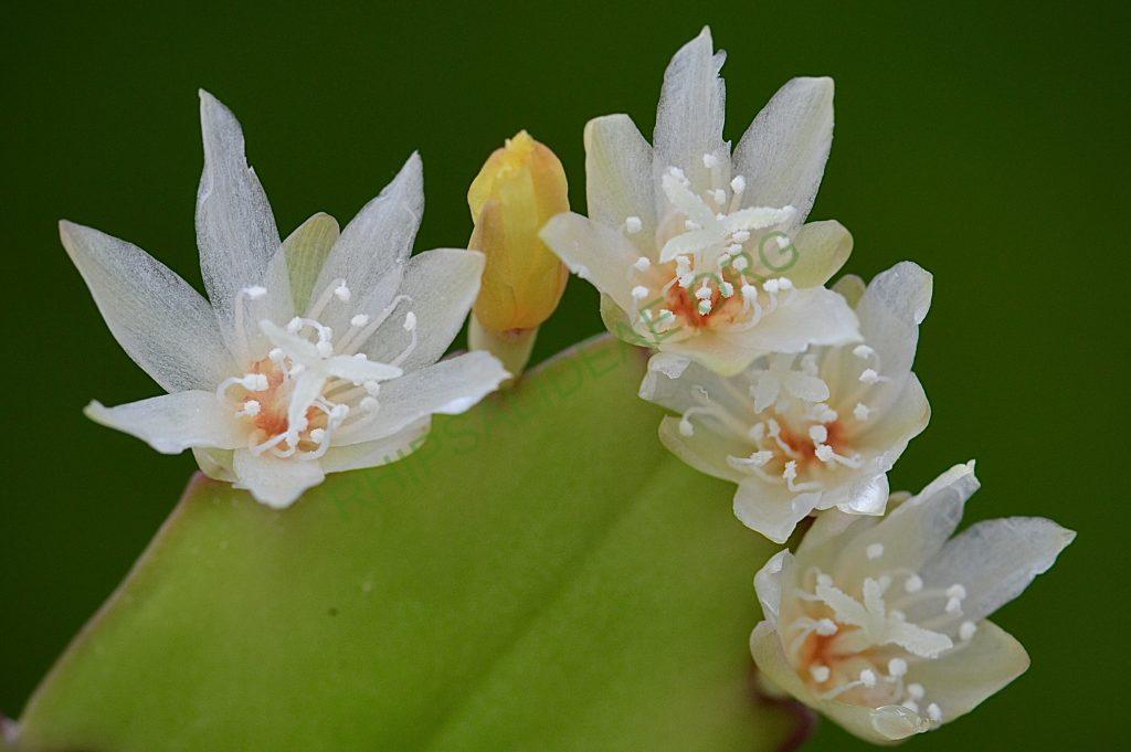 Lepismium houlletianum f. houlletianum, HU 1003, Candelaria, Rio Grande do Sul, Brazil